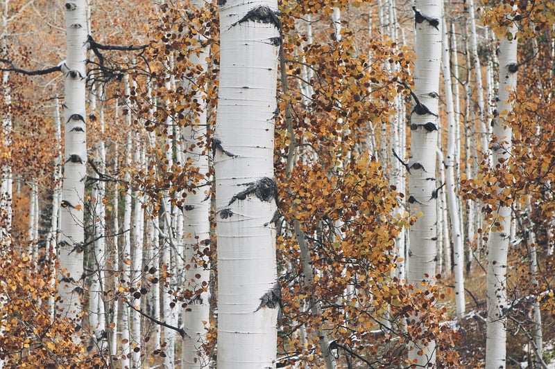 Aspen, Colorado